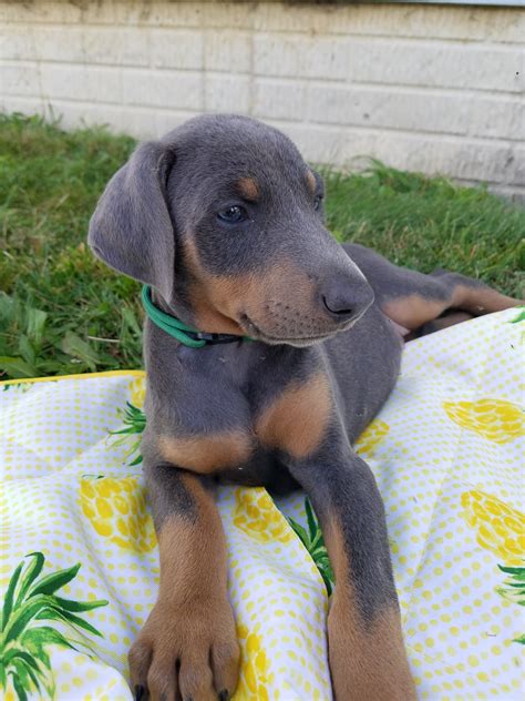 Doberman Pinscher Puppy for Sale in VERMILION, Ohio, 44089 US Nickname: Litter of 7 Our 11-week-old male and female doberman pinscher puppies are ready to meet their families. ... Ohio, 43035 US Nickname: TJ Posted Breed: Labrador Retriever / Doberman Pinscher / Mixed (short coat). Adoption Fee: 175.00.